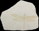 Fossil Dragonfly (Cymatophlebia) - Solnhofen Limestone #50994-1